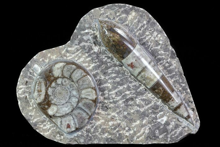 Fossil Goniatite & Orthoceras Display #77199